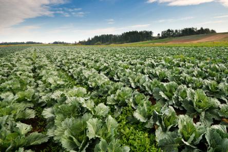 VERDURE A METRI ZERO