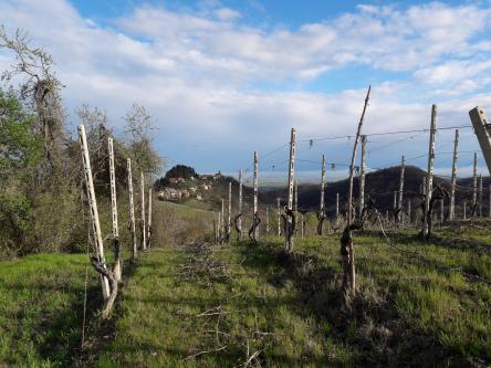 TRAMONTI DI..VINI TRA GESSI ED ULIVI