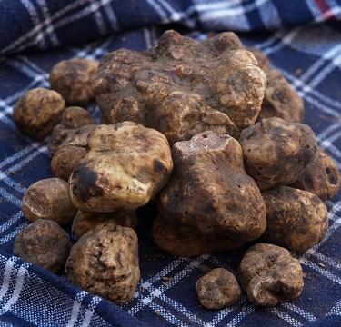 GIORNATA DEL TARTUFO