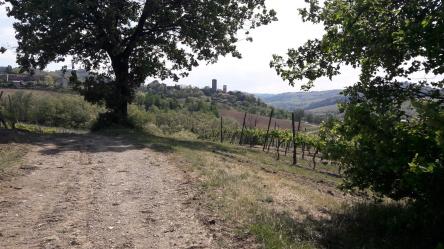 L’ Anello del Pinot