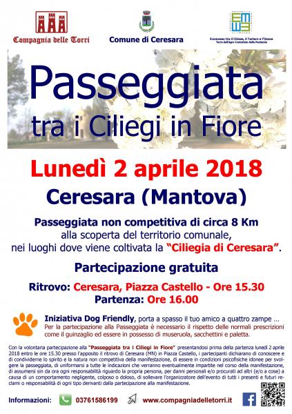 Passeggiata tra i Ciliegi in Fiore