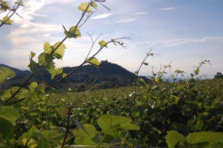TRAMONTI DI..VINI