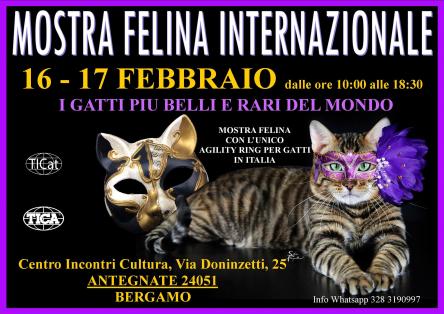 MOSTRA FELINA