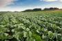 VERDURE A METRI ZERO