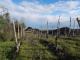 TRAMONTI DI..VINI TRA GESSI ED ULIVI