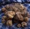 GIORNATA DEL TARTUFO